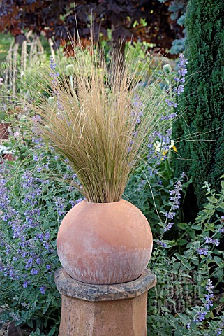 STIPA_TENUISSIMA_IN_ROUND_TERRACOTTA_POT_WITH_NEPETA_SIX_HILLS_GIANT