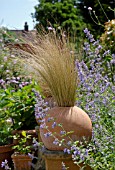 STIPA TENUISSIMA IN ROUND TERRACOTTA POT WITH NEPETA SIX HILLS GIANT