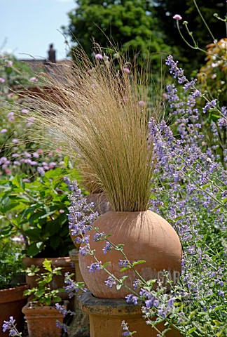 STIPA_TENUISSIMA_IN_ROUND_TERRACOTTA_POT_WITH_NEPETA_SIX_HILLS_GIANT