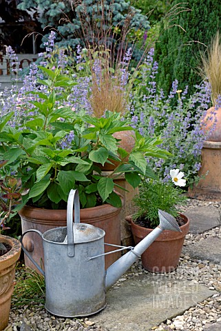 OLD_WATERING_CAN_WITH_COLLECTION_OF_TERRACOTTA_POTS