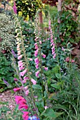 DIGITALIS AND GLADIOLUS IN COTTAGE GARDEN BORDER