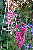 DIGITALIS, GLADIOLUS AND IRIS BLUE MAGIC IN COTTAGE GARDEN BORDER