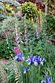 DIGITALIS, GLADIOLUS AND IRIS BLUE MAGIC IN COTTAGE GARDEN BORDER