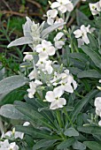 MATTHIOLA FRUTICULOSA ALBA AND STACHYS BYZANTINA