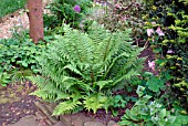 DRYOPTERIS AFFINIS IN WOODLAND GARDEN