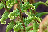 UNFURLING SPRING FRONDS OF DRYOPTERIS AFFINIS