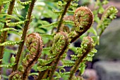 UNFURLING SPRING FRONDS OF DRYOPTERIS AFFINIS