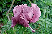 PAPAVER ORIENTALE PATTYS PLUM