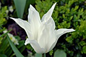 TULIPA WHITE TRIUMPHATOR