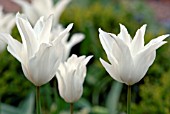 TULIPA WHITE TRIUMPHATOR