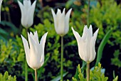 TULIPA WHITE TRIUMPHATOR