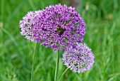 ALLIUM PURPLE SENSATION AND ALLIUM AFLATUNENSE FLOWER HEADS