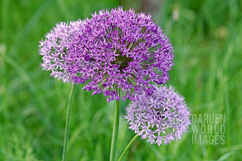 ALLIUM_PURPLE_SENSATION_AND_ALLIUM_AFLATUNENSE_FLOWER_HEADS