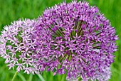 ALLIUM PURPLE SENSATION AND ALLIUM AFLATUNENSE FLOWER HEADS