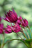 ASTRANTIA MAJOR HADSPEN BLOOD