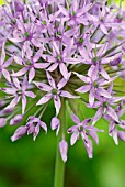 ALLIUM PURPLE SENSATION