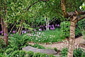 WOODLAND GLADE OF ALLIUM PURPLE SENSATION