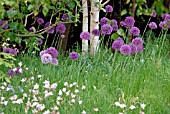 WOODLAND GLADE OF ALLIUM PURPLE SENSATION