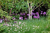 WOODLAND GLADE OF ALLIUM PURPLE SENSATION