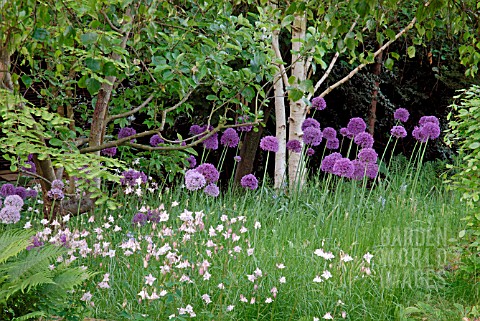 WOODLAND_GLADE_OF_ALLIUM_PURPLE_SENSATION