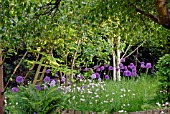 WOODLAND GLADE OF ALLIUM PURPLE SENSATION