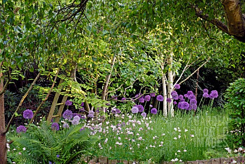 WOODLAND_GLADE_OF_ALLIUM_PURPLE_SENSATION