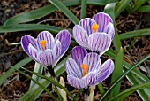 CROCUS VERNUS PICKWICK