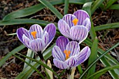 CROCUS VERNUS PICKWICK