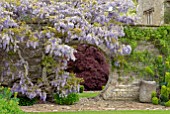 ROUND ARCH IN STONE WALL AT BIDDESTONE MANOR, WITH WISTERIA AND ACER PALMATUM
