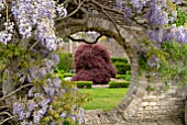 ROUND ARCH IN STONE WALL AT BIDDESTONE MANOR, WITH WISTERIA AND ACER PALMATUM