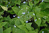 BRUNNERA MACROPHYLLA FLOWERS