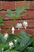 DICENTRA SPECTABILIS FORM ALBA