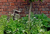 BRUNNERA MACROPHYLLA BETTY BOWRING AND  TRADITIONAL GARDEN STRING LINE