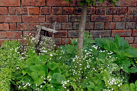 BRUNNERA_MACROPHYLLA_BETTY_BOWRING_AND__TRADITIONAL_GARDEN_STRING_LINE