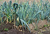 GARDEN FORK AND LEEKS IN VEGETABLE PLOT