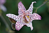 TRICYRTIS FORMOSANA