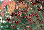 EUONYMUS EUROPAEUS ATROPURPUREUS FRUITS