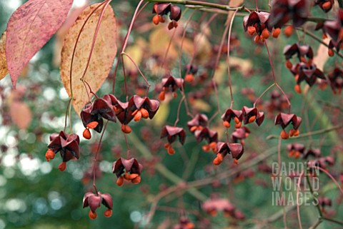 EUONYMUS_EUROPAEUS_ATROPURPUREUS_FRUITS