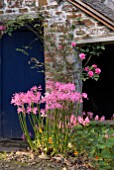 NERINE, PINK ROSE AND NASTURTIUM AT CLOVELLY COURT GARDEN, IN AUTUMN