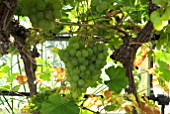 GRAPES GROWING IN GLASSHOUSE