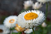 XEROCHRYSUM BRACTEATUM