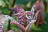 TRICYRTIS FORMOSANA