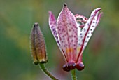 TRICYRTIS FORMOSANA