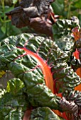 BETA VULGARIS SWISS CHARD BRIGHT LIGHTS