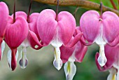 DICENTRA SPECTABILIS