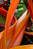 BETA VULGARIS SWISS CHARD BRIGHT LIGHTS