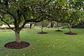 APPLE TREES AT CLOVELLY COURT, DEVON