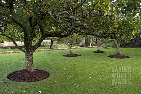 APPLE_TREES_AT_CLOVELLY_COURT_DEVON