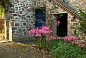 NERINE, ROSES AND NASTURTIUMS  AT CLOVELLY COURT, DEVON