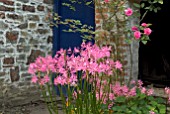 NERINE, ROSES AND NASTURTIUMS AT CLOVELLY COURT, DEVON